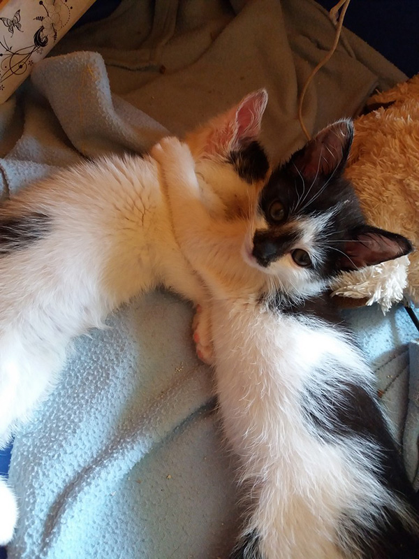Adoptusie. Jerry – złotko psotko. W domu :)