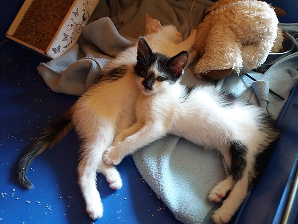 Adoptusie. Jerry – złotko psotko. W domu :)