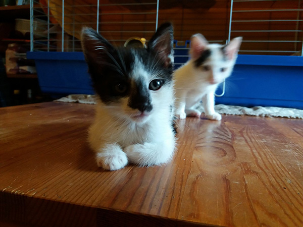 Adoptusie. Jerry – złotko psotko. W domu :)