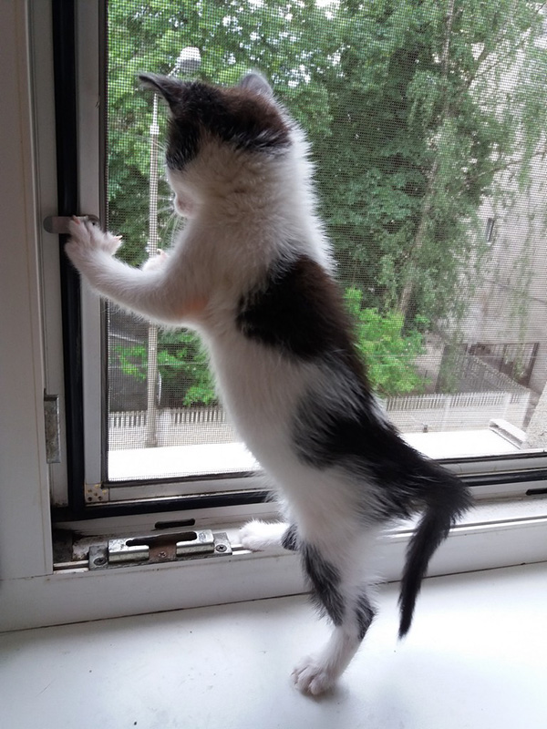 Adoptusie. Jerry – złotko psotko. W domu :)