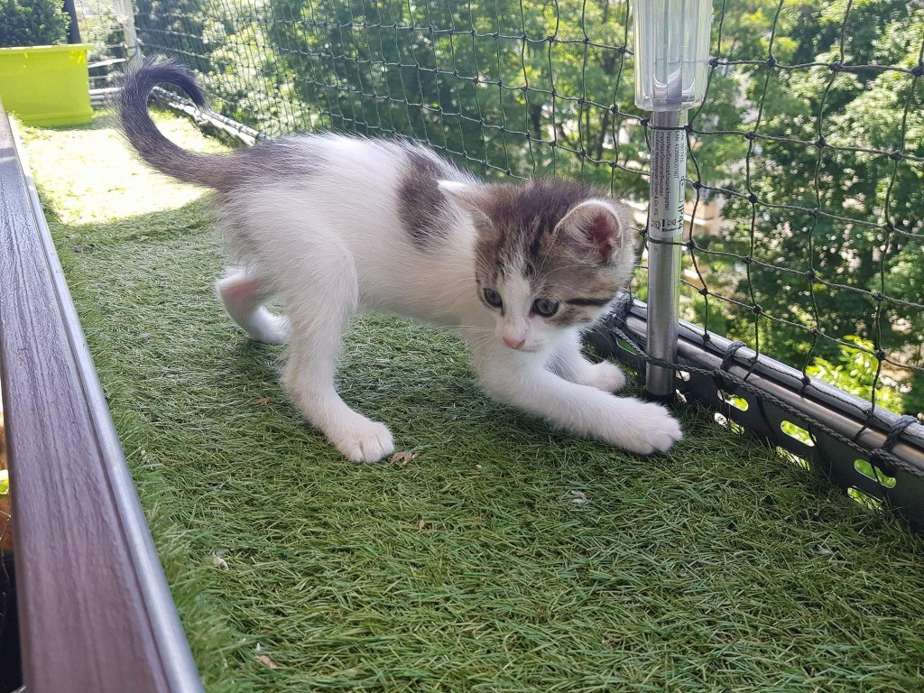 Adoptusie. Arielka - w domu :)
