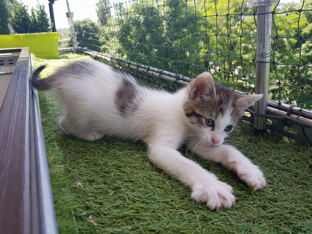 Adoptusie. Arielka - w domu :)