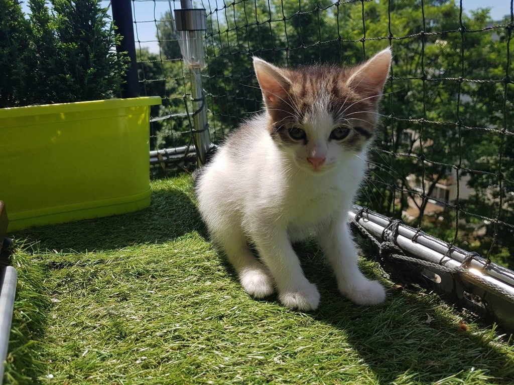 Adoptusie. Arielka - w domu :)