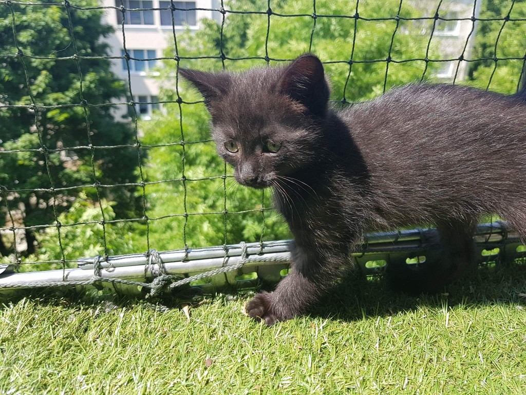Adoptusie. Muszelka - w domu :)