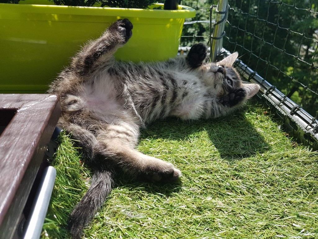 Adoptusie. Nemo - słodziaczek - w domu :)
