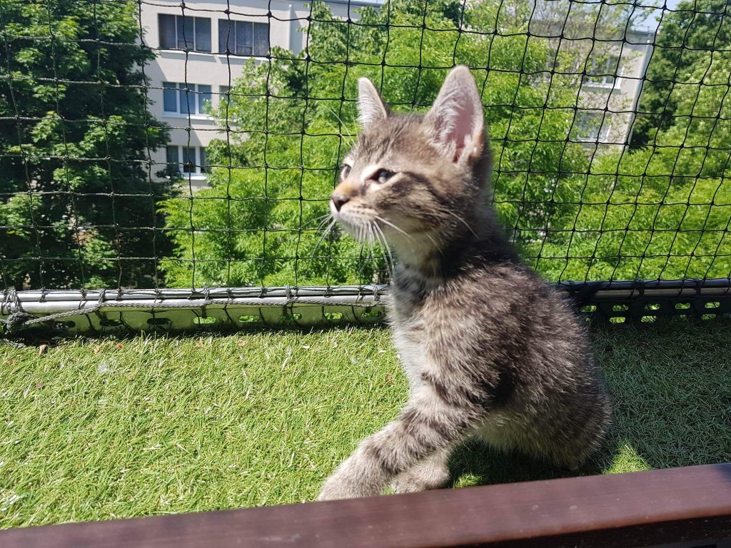 Adoptusie. Nemo - słodziaczek - w domu :)