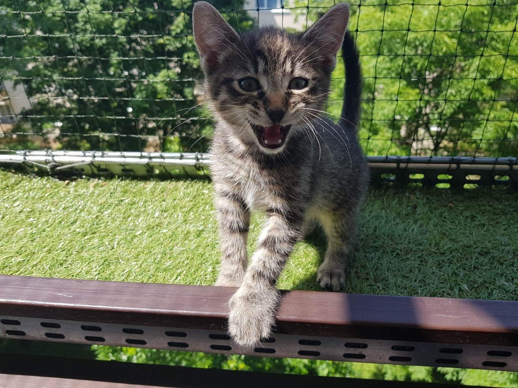Adoptusie. Nemo - słodziaczek - w domu :)