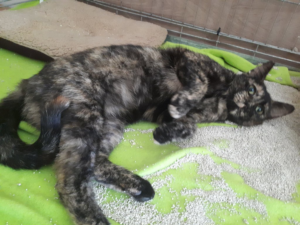 Cola - już w Domu