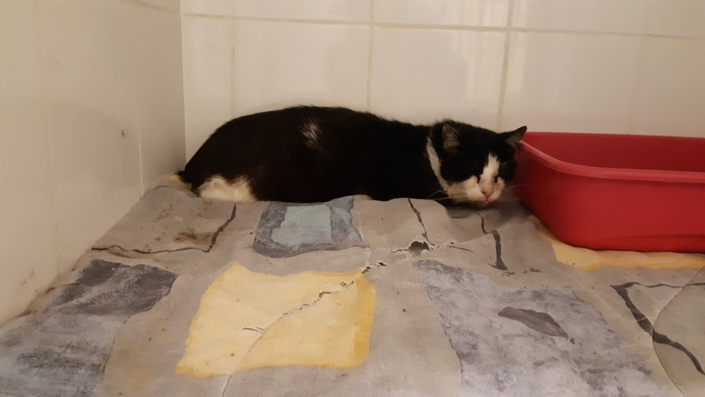 Wolno żyjący Feliś wrócił na swoje :)