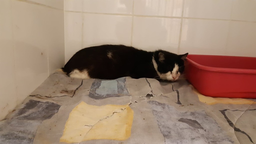 Wolno żyjący Feliś wrócił na swoje :)