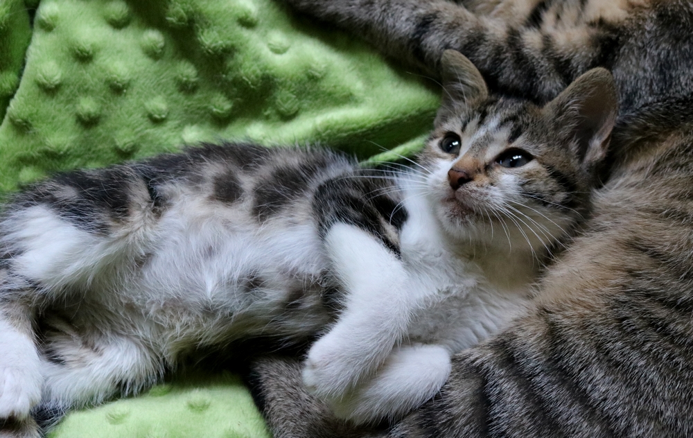 Adoptusie. Lucy. Już w domu :)