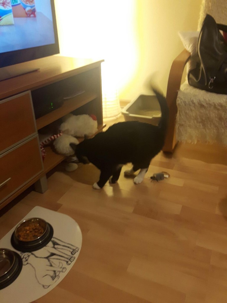Bidulek Blacky z bałuckiego podwórka - w swoim domu!