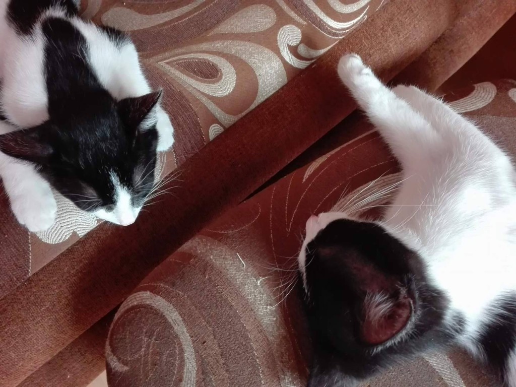 Adoptusie. Miko i Leo – w domu :)