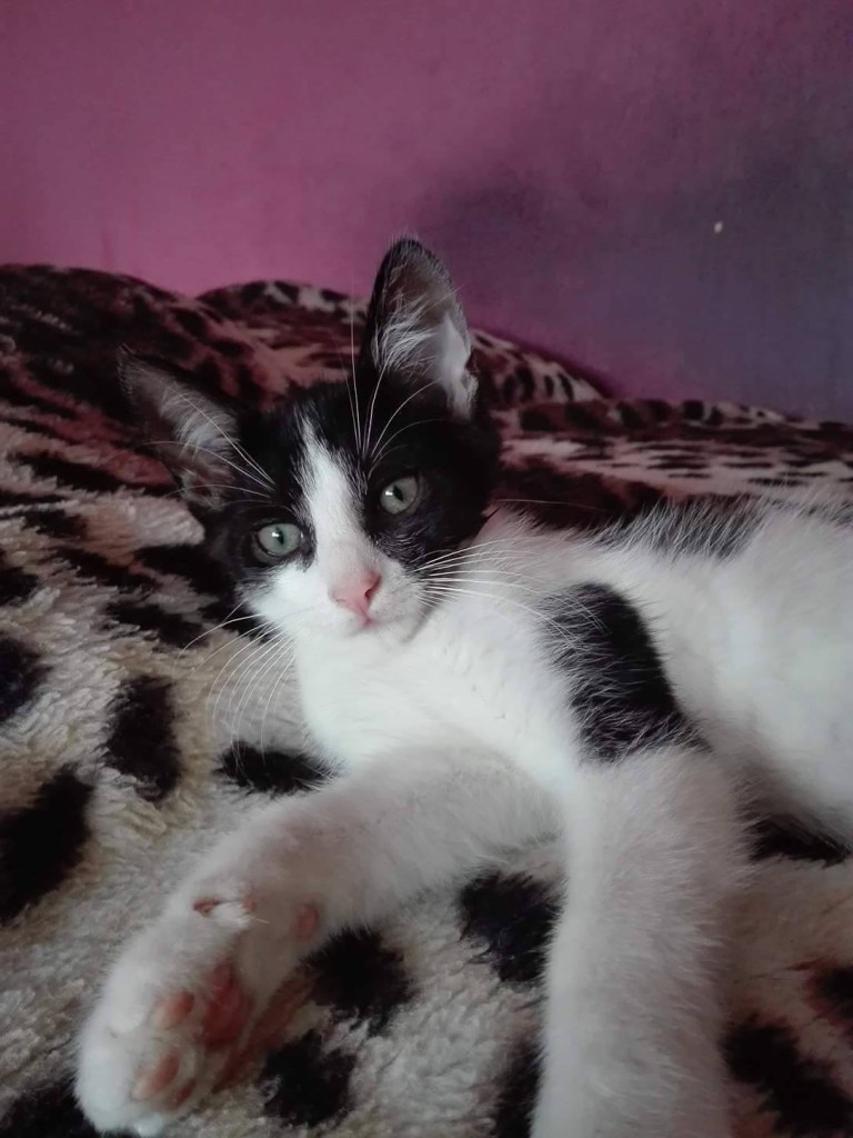 Adoptusie. Miko i Leo – w domu :)