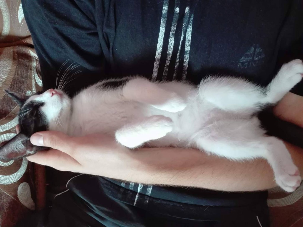Adoptusie. Miko i Leo – w domu :)