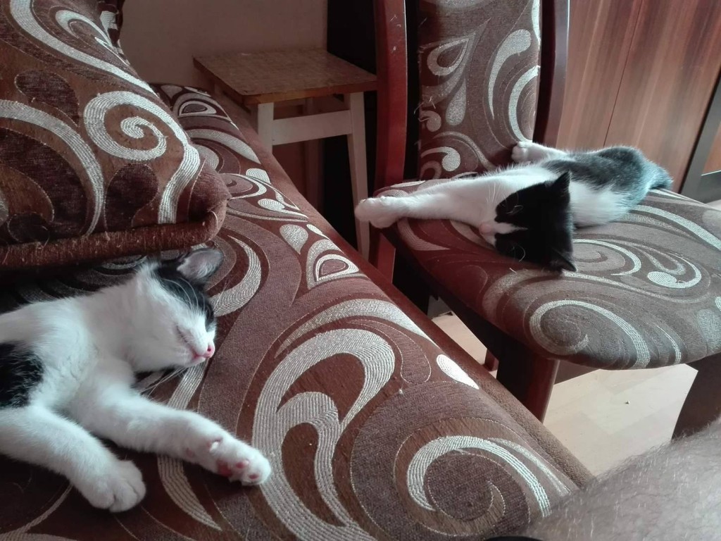 Adoptusie. Miko i Leo – w domu :)