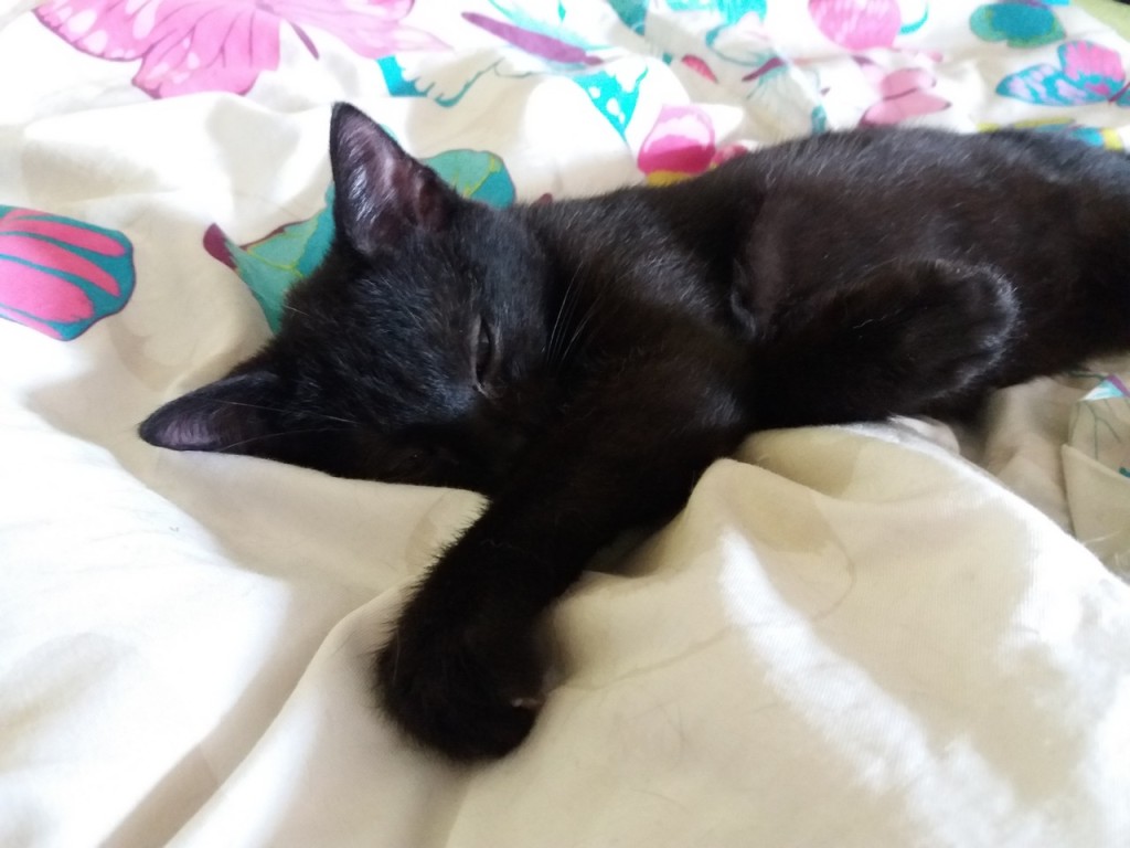Adoptusie. Misio – frywolny traktorek w domu :)
