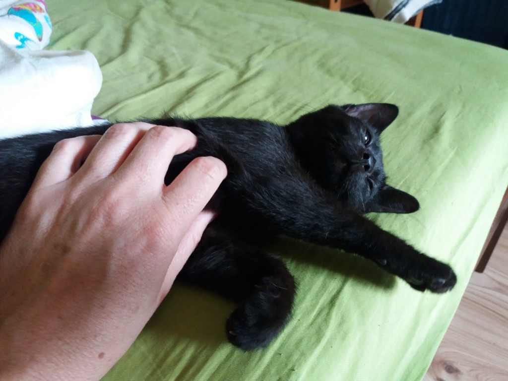 Adoptusie. Misio – frywolny traktorek w domu :)