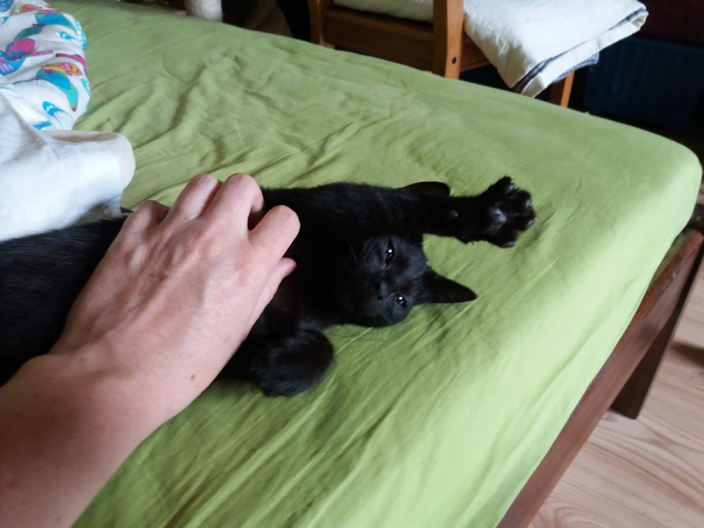 Adoptusie. Misio – frywolny traktorek w domu :)