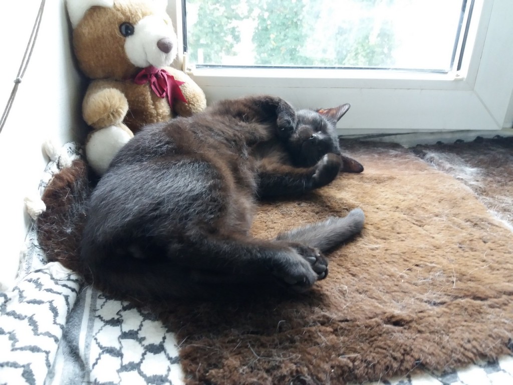Adoptusie. Misio – frywolny traktorek w domu :)