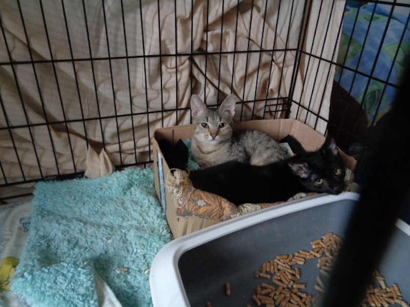 Adoptusie. Miki i Lula – w domu :)
