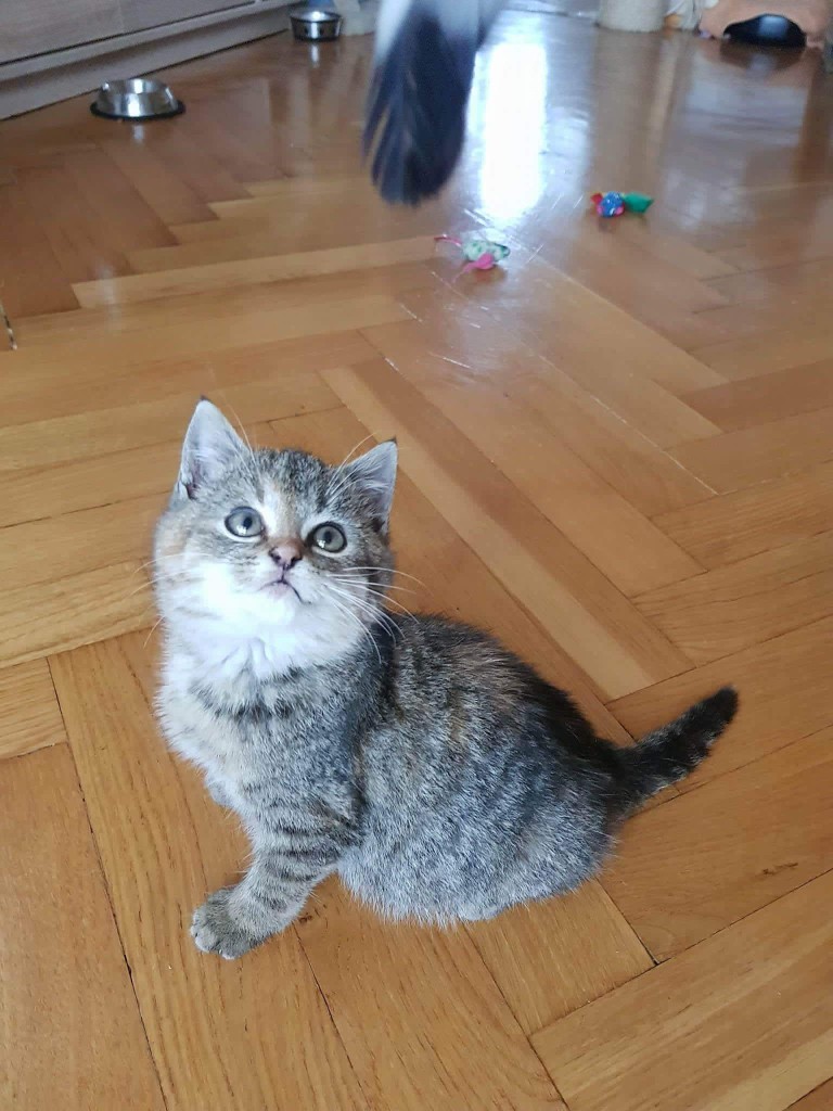 Mafinka - samotny kociak na ulicy. W domu :)