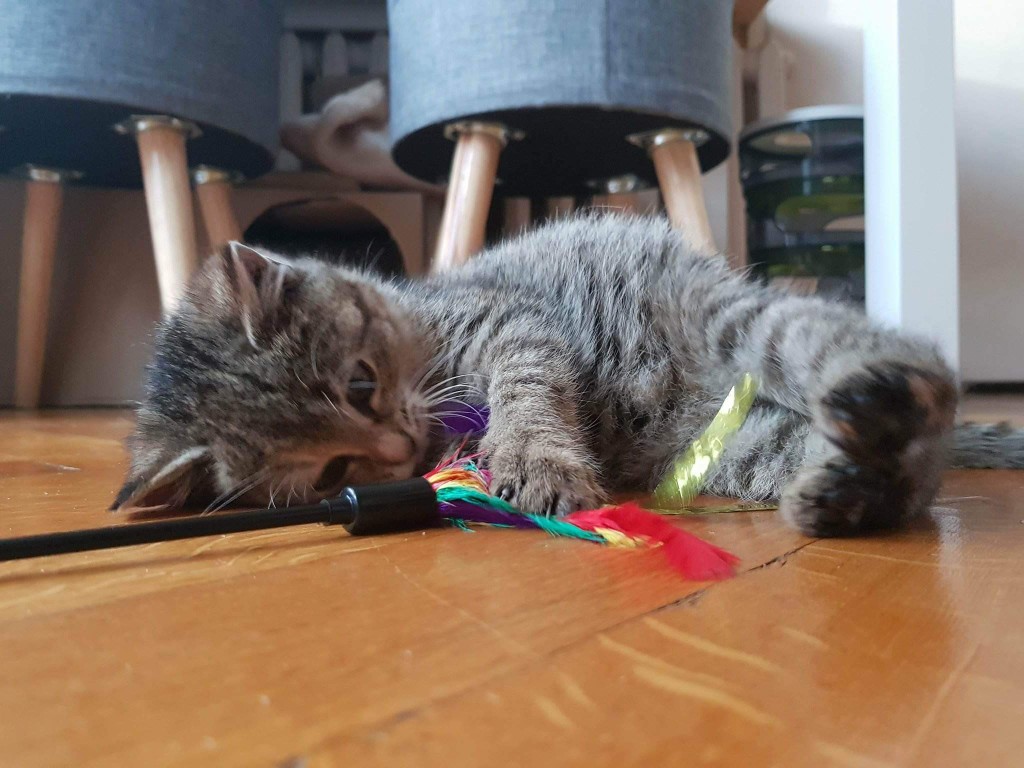 Mafinka - samotny kociak na ulicy. W domu :)