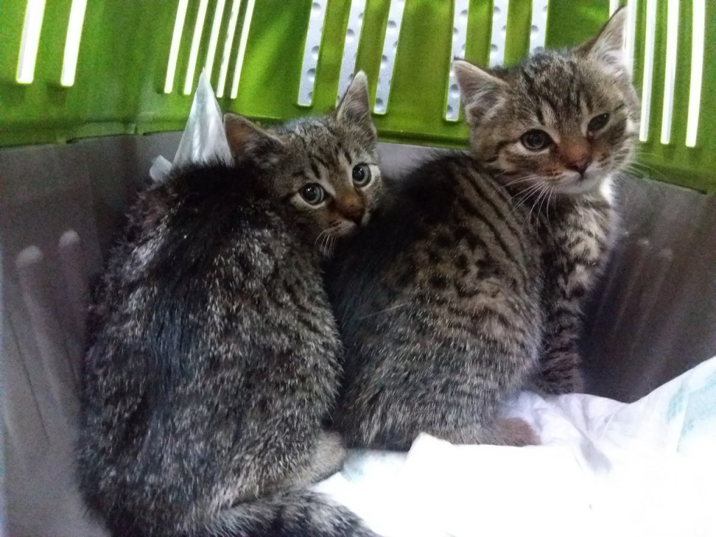 Trzy buraski - Mufka w domu :) Maksio i Fiona też :)