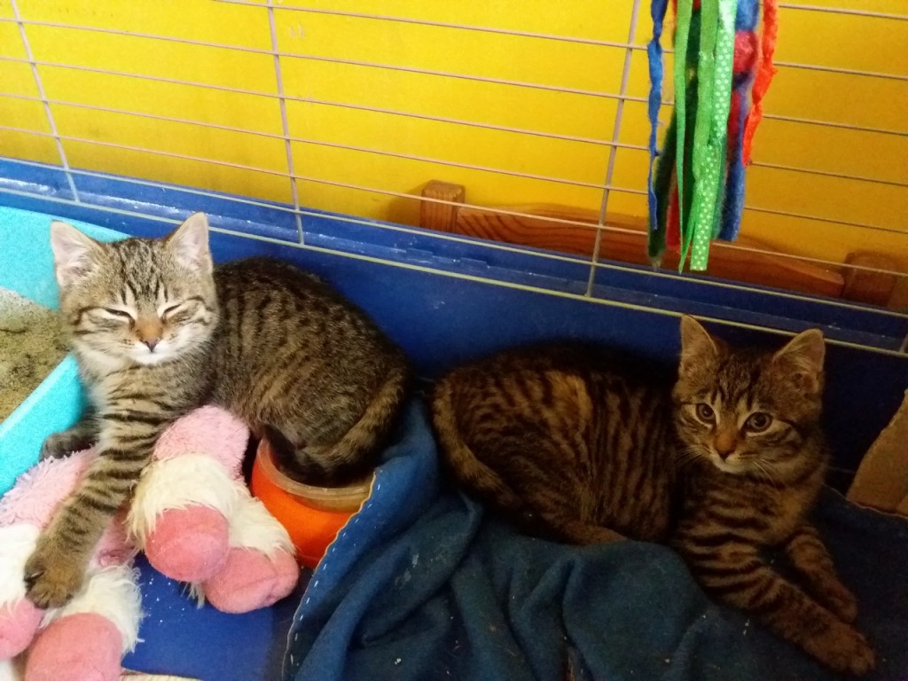 Trzy buraski - Mufka w domu :) Maksio i Fiona też :)