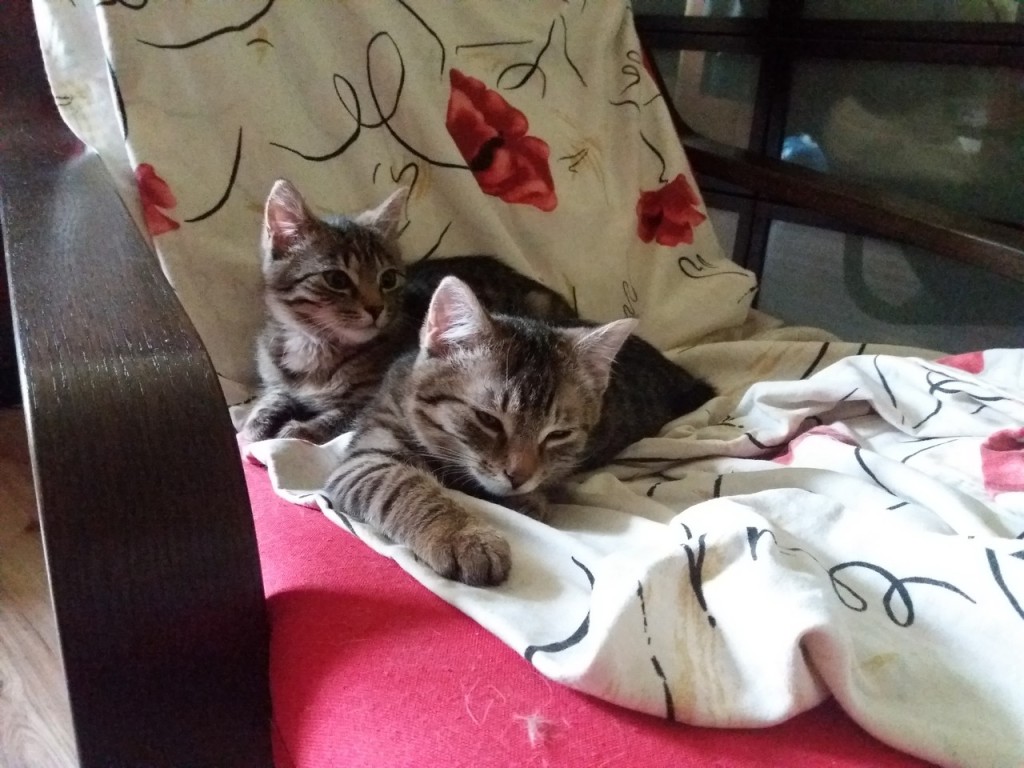 Trzy buraski - Mufka w domu :) Maksio i Fiona też :)