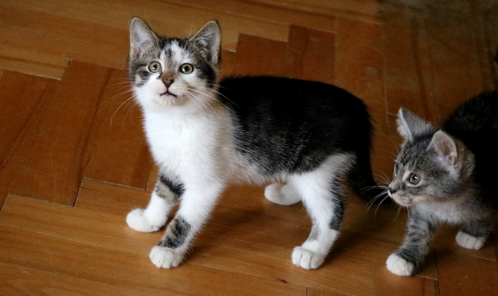 Adoptusie. Herbert - mały, puchaty niedźwiadek. W domu :)