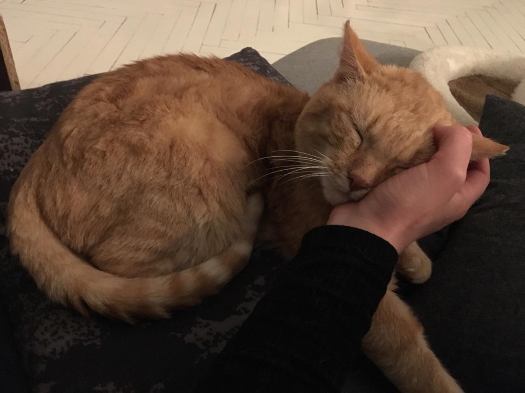 Adoptusie. Rudzik - w domu :)