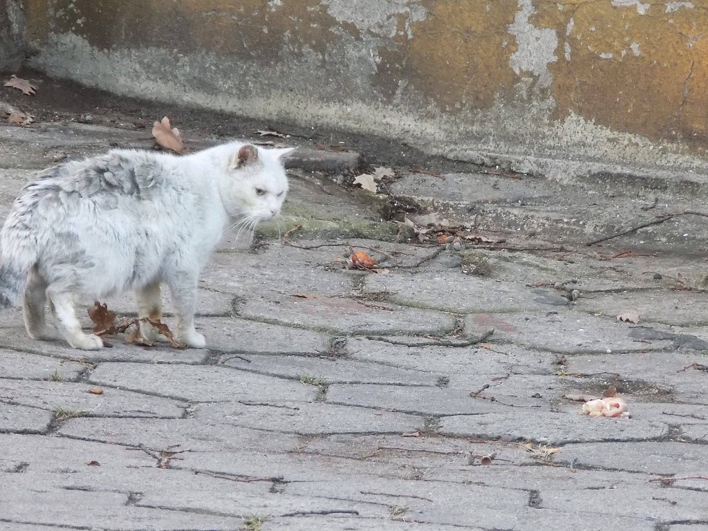 Henryk po wypadku - nasz stary, koci znajomy potrzebuje pomocy!