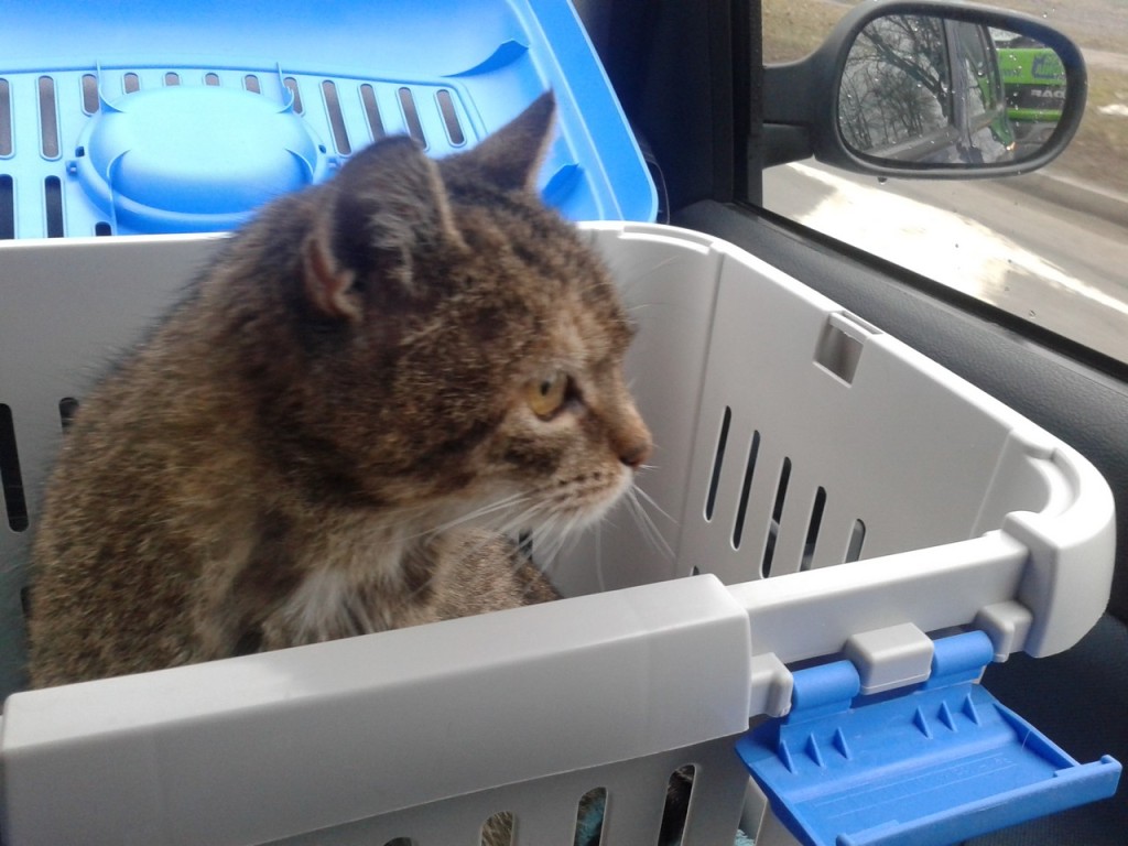 Lili (FeLV+) - w domu :)