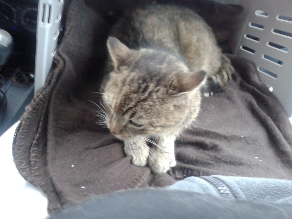 Lili (FeLV+) - w domu :)