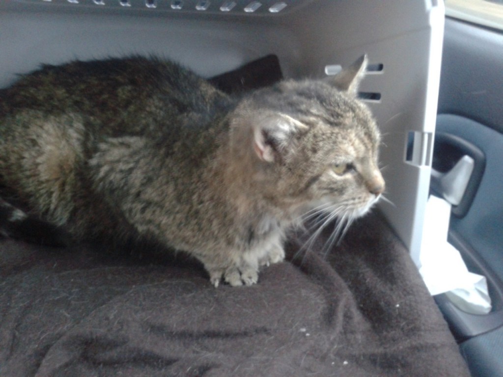 Lili (FeLV+) - w domu :)