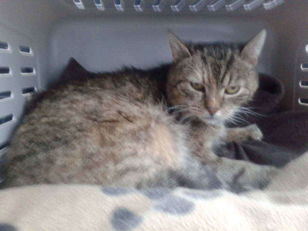 Lili (FeLV+) - w domu :)