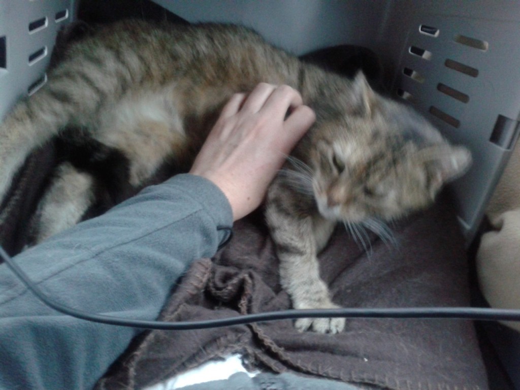 Lili (FeLV+) - w domu :)
