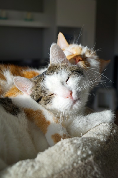 Adoptusie. Fin. W domu :)