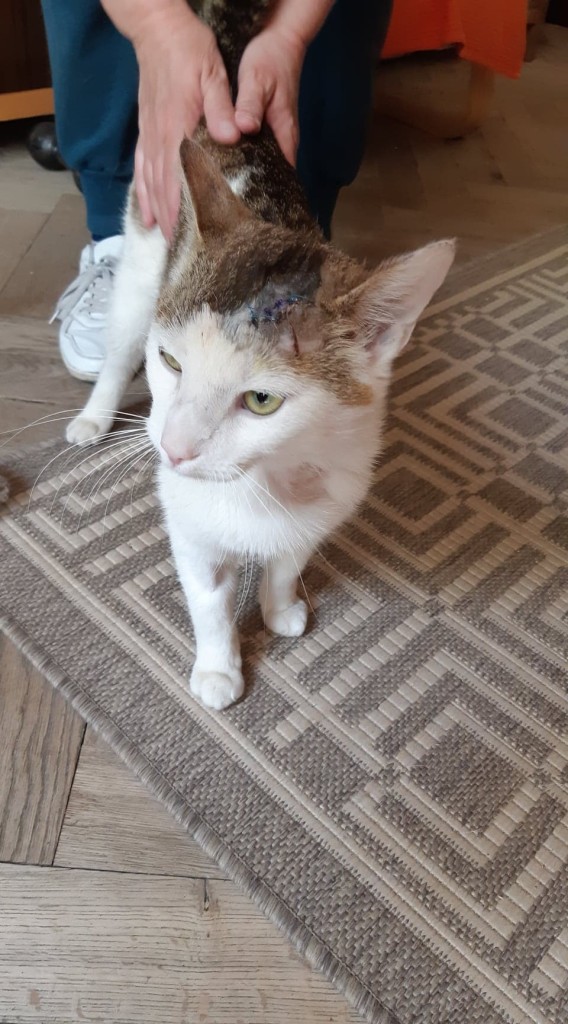 Ragnar - kot z wypadku - ma dom :-)