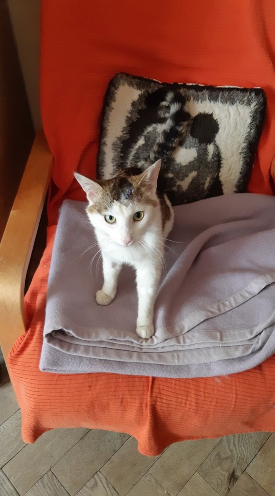 Ragnar - kot z wypadku - ma dom :-)
