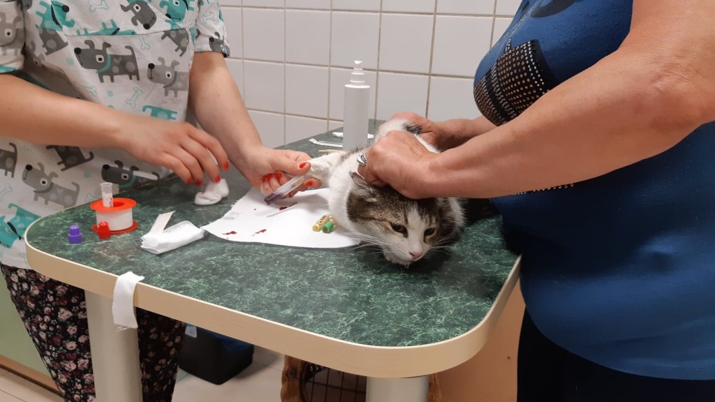 Kocia rodzinka z bałuckiego podwórka. Kasia wróciła do domu:-) Marcyś i Zosia pojechali na badania