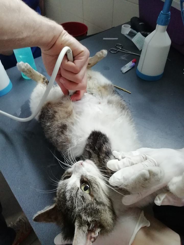 Mila - niedoszła mama walcząca o życie - w domu :)