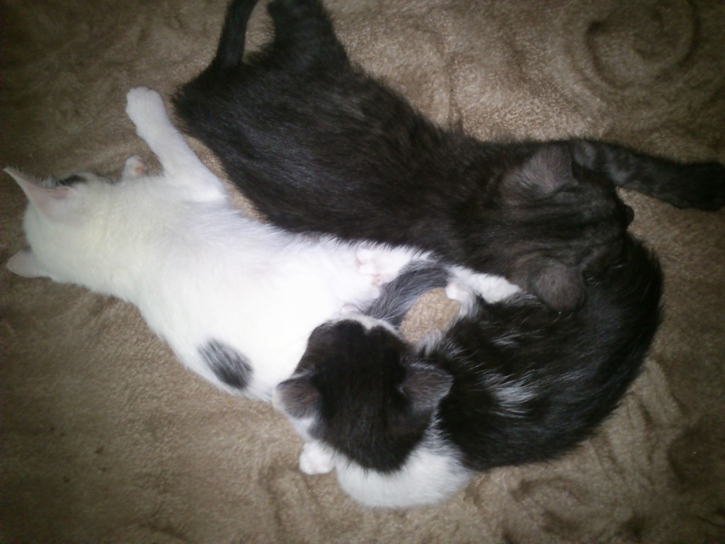 Mimi - w domu :)