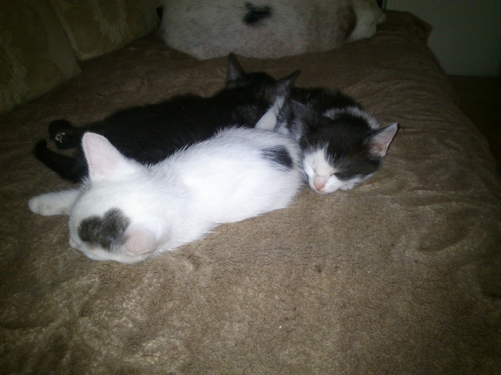 Mimi - w domu :)