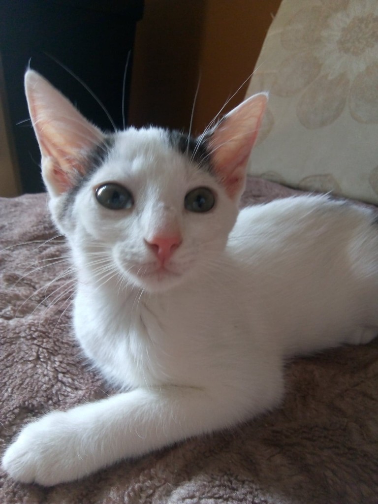 Mimi - w domu :)
