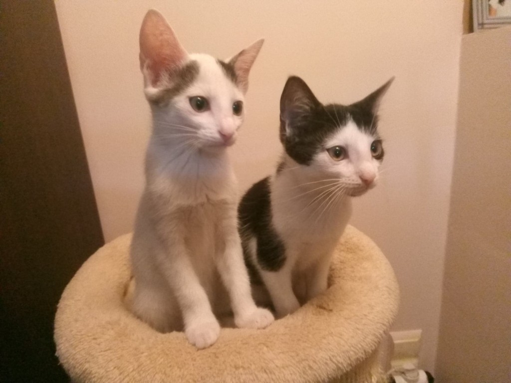 Mimi - w domu :)