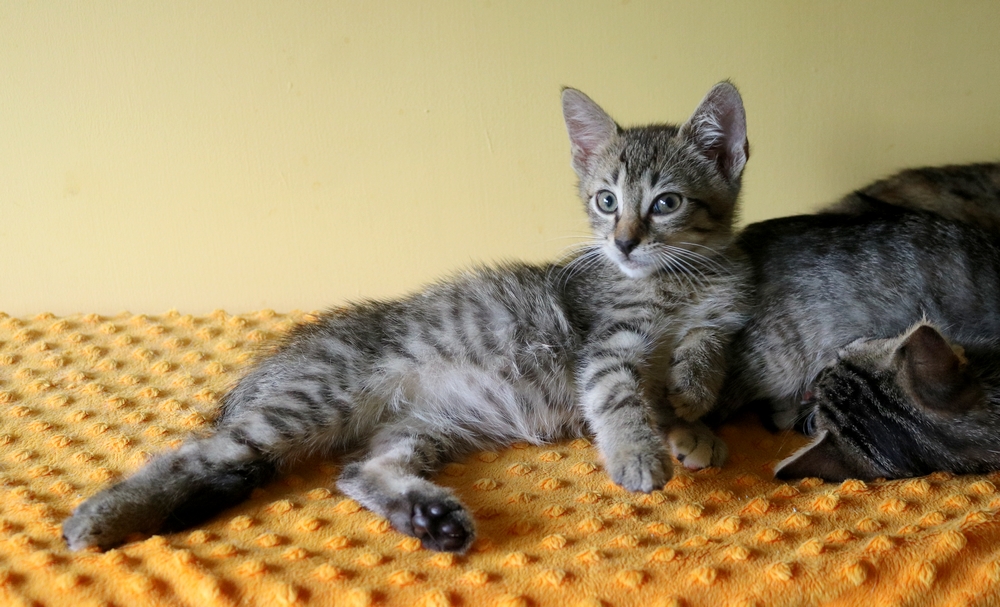 Adoptusie. Czesio. W domu :)