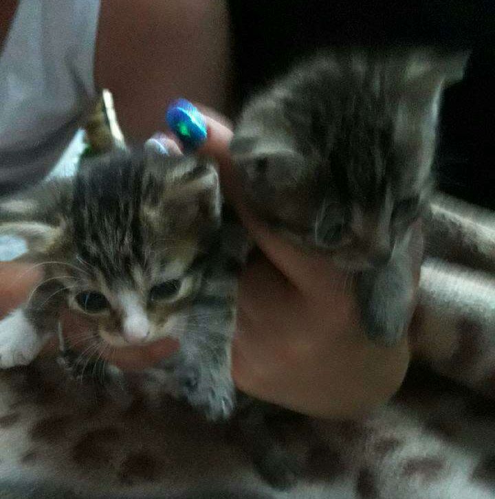 Bura Teosia co dzieci urodziła - Happy End