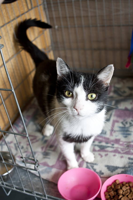 Adoptusie. Lukas – kot bez wad. W domu :)